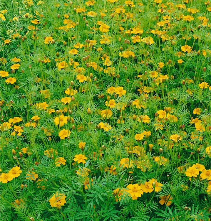 Lakritz-Tagetes