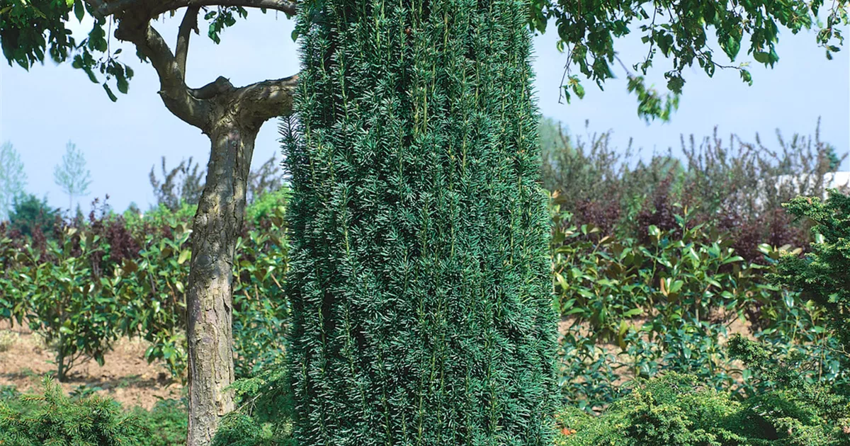 Taxus baccata 'Fastigiata Robusta' - BAUHAUS E-Business GmbH & Co. KG