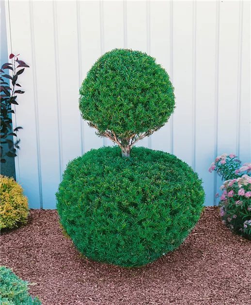 thuja vital Junior Giant Thuja Tree for Sale - Grows to 20' Tall main image 0