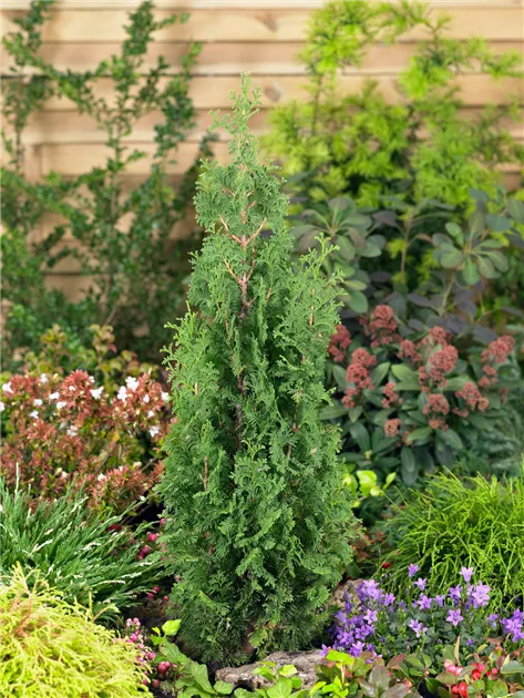Thuja occidentalis - BAUHAUS E-Business GmbH & Co. KG