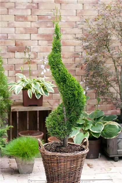 Thuja occidentalis 'Smaragd', Stamm - BAUHAUS E-Business GmbH & Co. KG