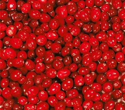 Großfrüchtige Moosbeere