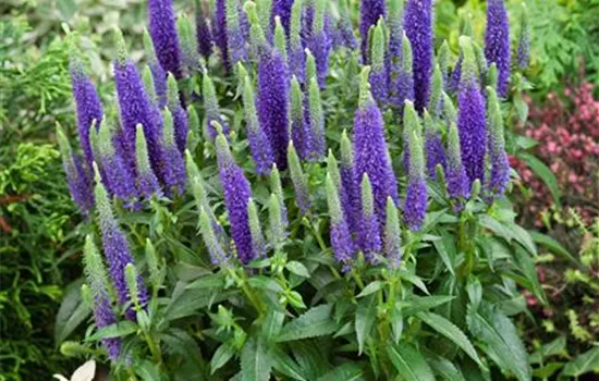 Scheinähriger Garten-Ehrenpreis