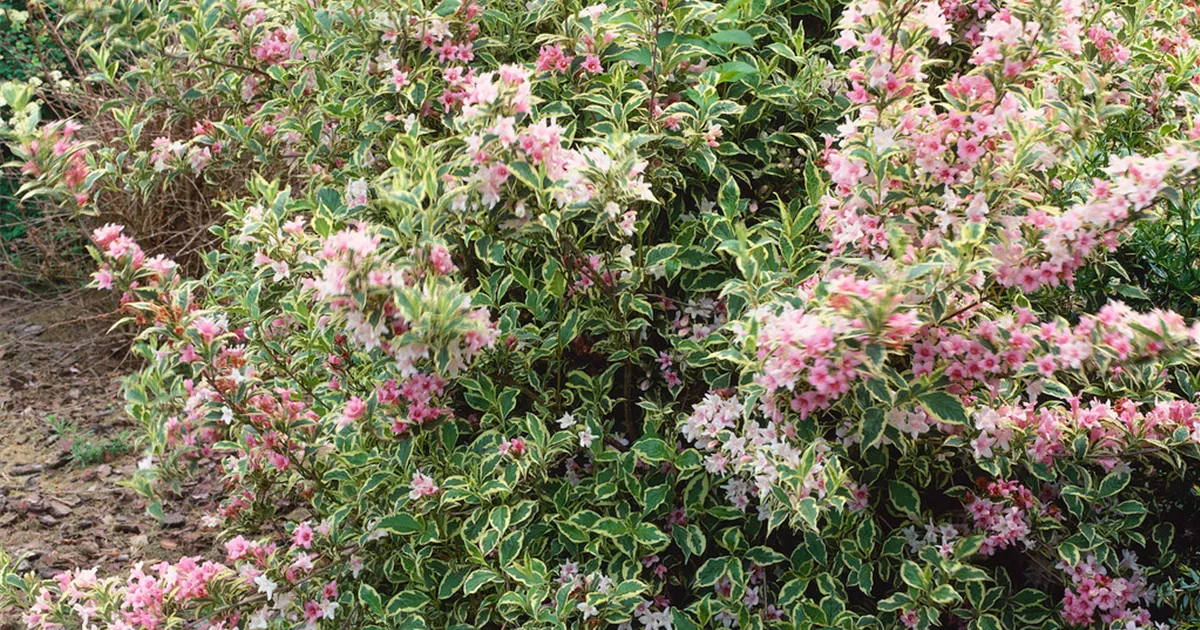 Weigela 'Nana Variegata' - BAUHAUS E-Business GmbH & Co. KG