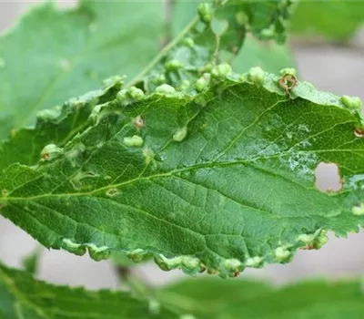 Beutelgallmilbe an Pflaumen und Zwetschen Beutelgallmilbe an Pflaumen und Zwetschen