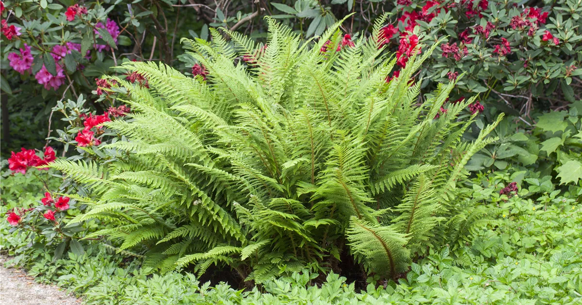 fargesia hecke Bambus Jumbo (Fargesia murieliae 'Jumbo') | 60-80 cm im Topf main image 1