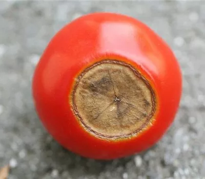 Blütenendfäule an Tomaten Blütenendfäule an Tomaten