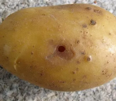 Drahtwurm an Kartoffeln Drahtwurm an Kartoffeln