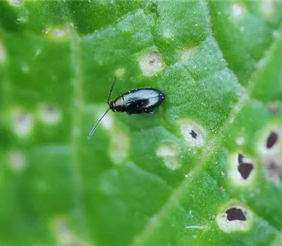 Erdflöhe an Kohl Erdflöhe an Kohl
