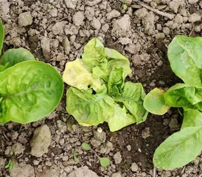Erdraupen an Salat Erdraupen an Salat