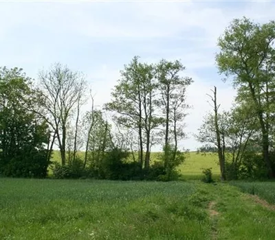Erlensterben Erlensterben