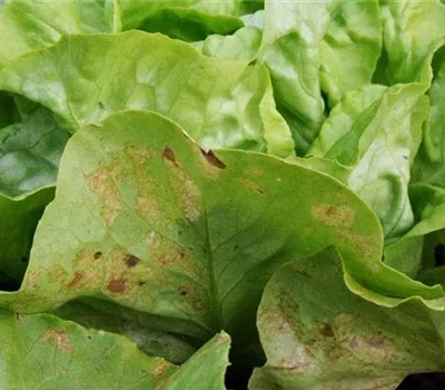 Falscher Mehltau an Salat Falscher Mehltau an Salat