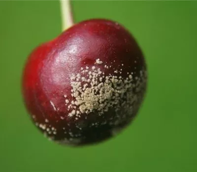 Fruchtfäulen an Sauerkirschen Fruchtfäulen an Sauerkirschen