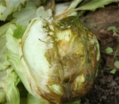 Fäulen an Salat Fäulen an Salat