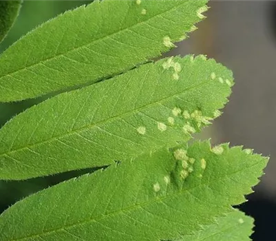 Gallmilben an Vogelbeeren Gallmilben an Vogelbeeren