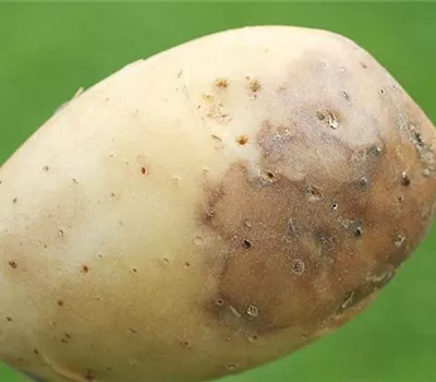 Kraut- und Knollenfäule an Kartoffeln Kraut- und Knollenfäule an Kartoffeln
