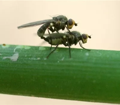 Lauchminierfliege Lauchminierfliege