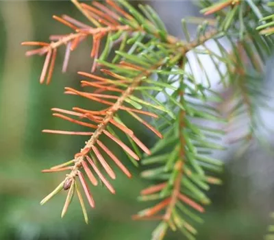 Nadelverfärbungen und Nadelfall Nadelverfärbungen und Nadelfall