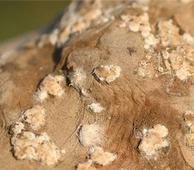 Nass- und Trockenfäulen an Kartoffeln Nass- und Trockenfäulen an Kartoffeln