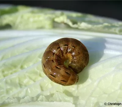 Raupen an Kohl Raupen an Kohl