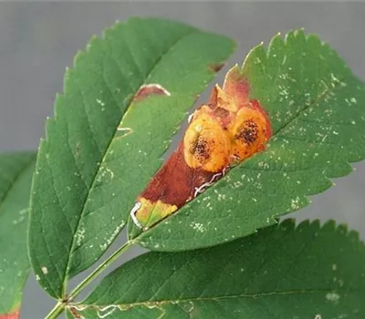 Rost an Ebereschen