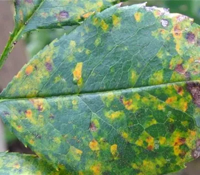 Rost an Rosen Rost an Rosen