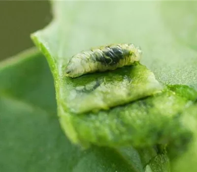 Rübenfliege an Spinat und Mangold Rübenfliege an Spinat und Mangold