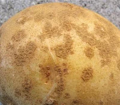 Schorf an Kartoffeln Schorf an Kartoffeln