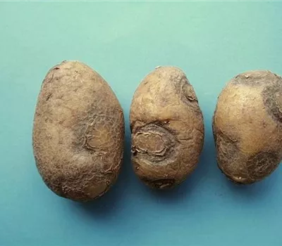 Virus bei Kartoffeln Virus bei Kartoffeln
