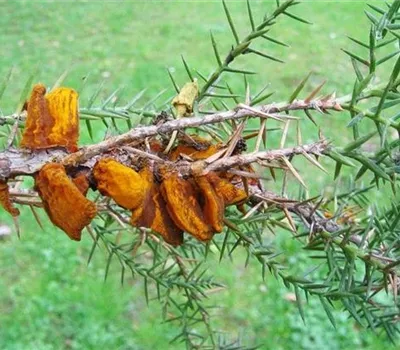 Wacholderblasenrost Wacholderblasenrost