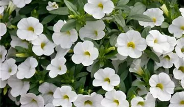 Bildvorschau