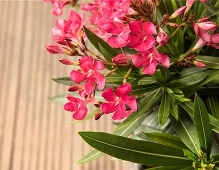 Cool im Kübel - Kübelpflanzen im Winter pflegen