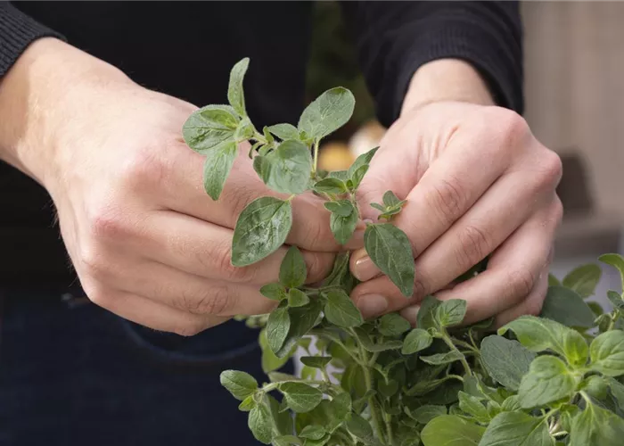 Selbst angebaute Kräuter – eine leckere Zutat für viele Gerichte
