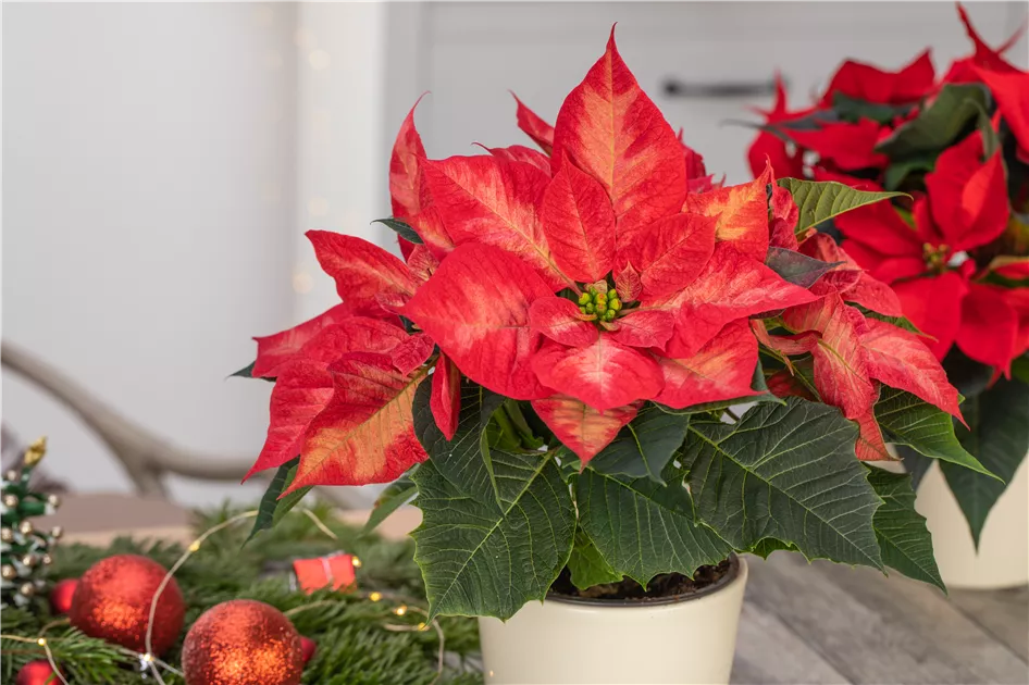 Weihnachten im Topf - Die schönsten Weihnachtspflanzen