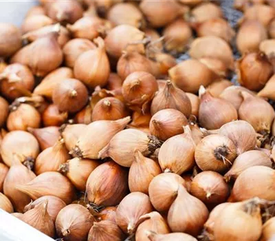 Blumenzwiebeln – kleine Zwiebeln mit großer Wirkung Blumenzwiebeln – kleine Zwiebeln mit großer Wirkung
