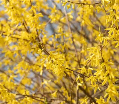 Forsythie – der goldene Frühlingsbote Forsythie – der goldene Frühlingsbote