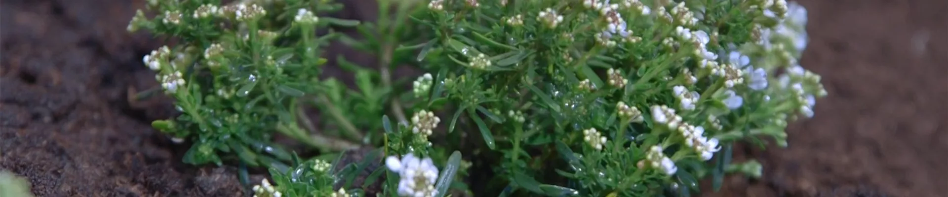 Schleifenblume - Einpflanzen im Garten (thumbnail).jpg Schleifenblume - Einpflanzen im Garten (thumbnail).jpg