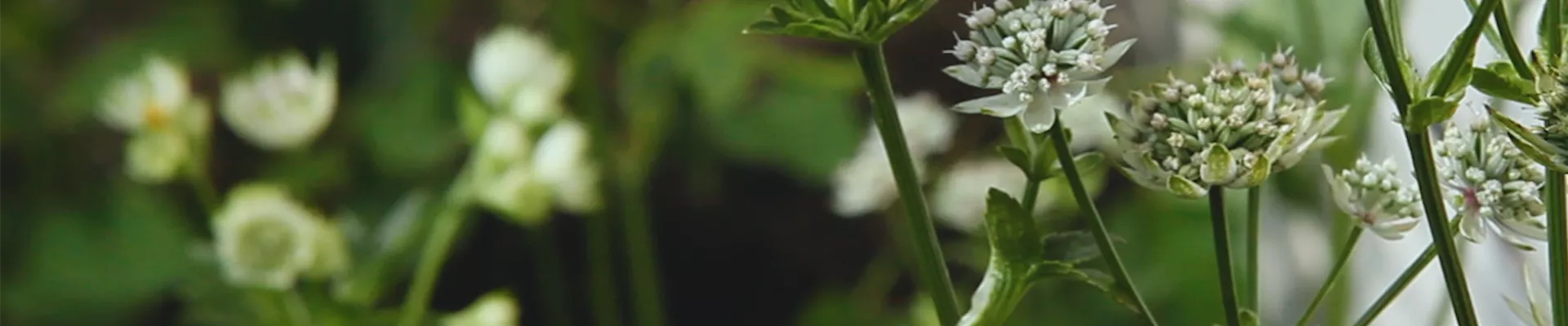 Sterndolde - Einpflanzen im Garten (Thumbnail).jpg Sterndolde - Einpflanzen im Garten (Thumbnail).jpg