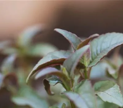 Minzblättrige Indianernessel - Einpflanzen im Garten Minzblättrige Indianernessel - Einpflanzen im Garten