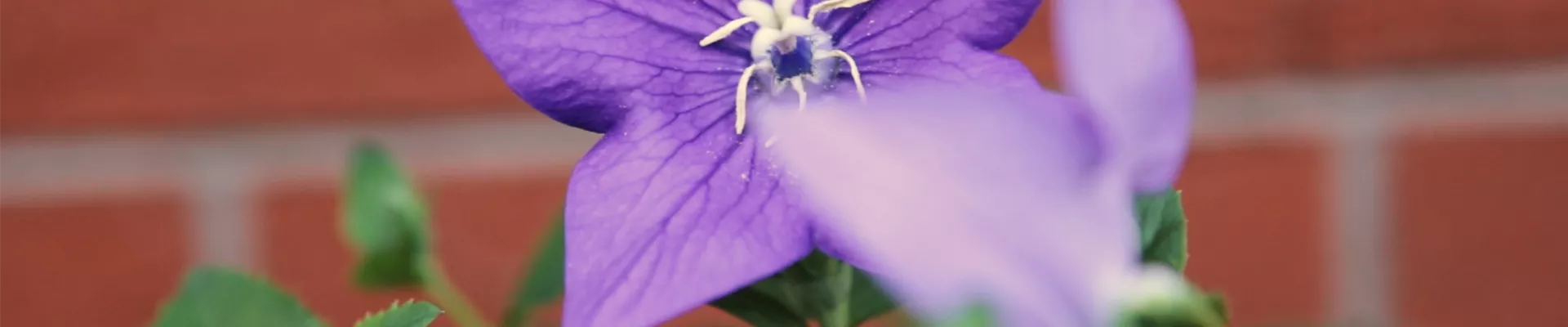 Ballonblume - Einpflanzen im Garten (Thumbnail).jpg Ballonblume - Einpflanzen im Garten (Thumbnail).jpg