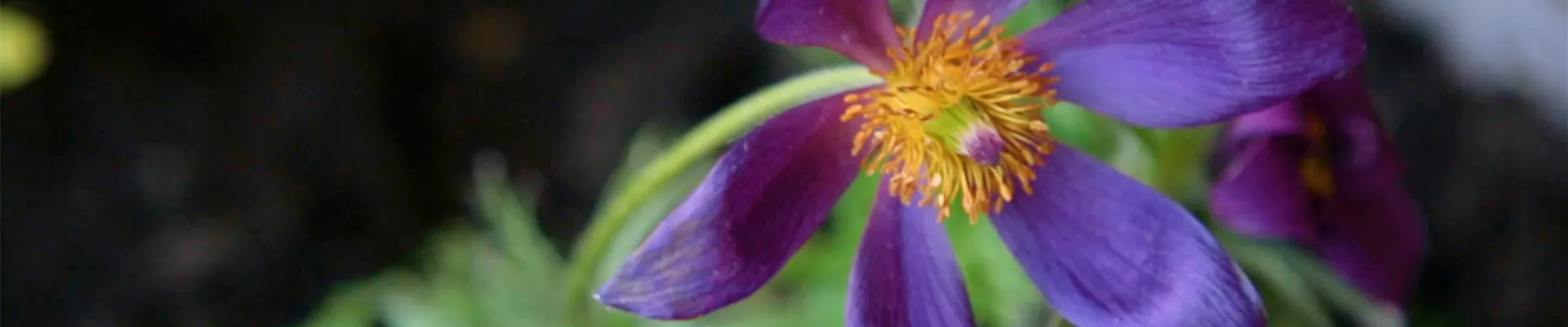 Küchenschelle - Einpflanzen im Garten (Thumbnail).jpg Küchenschelle - Einpflanzen im Garten (Thumbnail).jpg