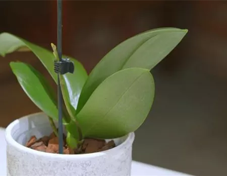 Orchideen pflegen