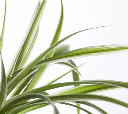 Die Grünlilie in einer Hydrokultur