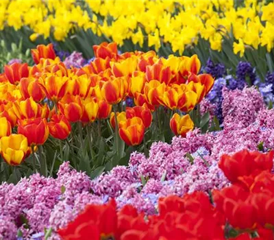 Blumenzwiebeln als Highlight bei der Gartengestaltung Blumenzwiebeln als Highlight bei der Gartengestaltung