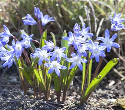 Blumenzwiebeln im Steingarten – So gelingt die Farbenpracht Blumenzwiebeln im Steingarten – So gelingt die Farbenpracht