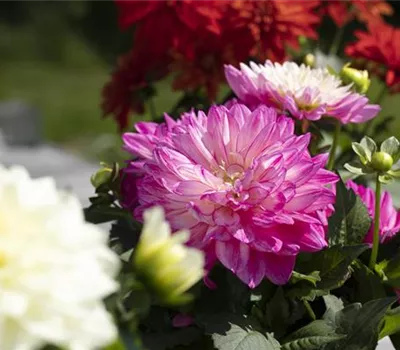 Farbe auf dem Balkon – Blumenzwiebeln für den Sommer Farbe auf dem Balkon – Blumenzwiebeln für den Sommer