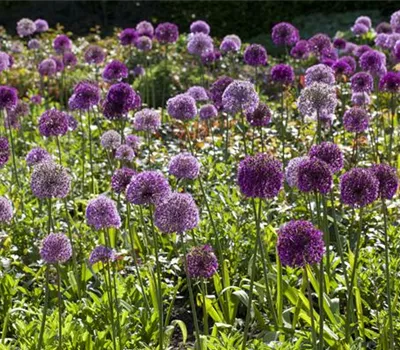 Sommerurlaub für Blumenzwiebeln und Knollen Sommerurlaub für Blumenzwiebeln und Knollen