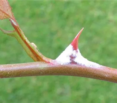 Echter Mehltau an Rosen Echter Mehltau an Rosen