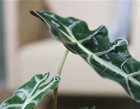 Pfeilblatt- Umtopfen