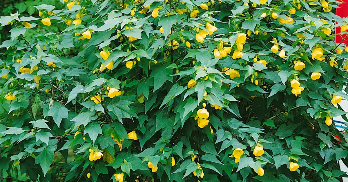 abelia variegata Mardi Gras Abelia plants Shop Today with Variegated Foliage